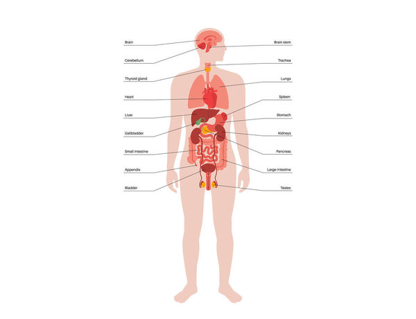 Внутренние органы в человеческом теле. Анатомическая диаграмма с пищеварительной, дыхательной, мочеполовой, эндокринной и репродуктивной системами в мужском силуэте, векторная иллюстрация икон биологической системы