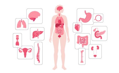 İnsan vücudundaki iç organlar. Sindirim, solunum, idrar ve üreme organları ile anatomik diyagram kadın siluetinde simgeler, biyolojik sistemin tıbbi düz vektör çizimi