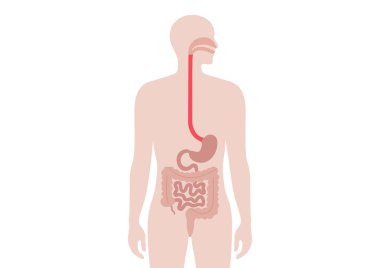 İnsan vücudundaki iç organlar. Bağırsak, mide ve yemek borusu tıbbı bilgiler. Biyolojik sistemin erkek silüetinde sindirim sistemiyle anatomik diyagram düz vektör çizimi