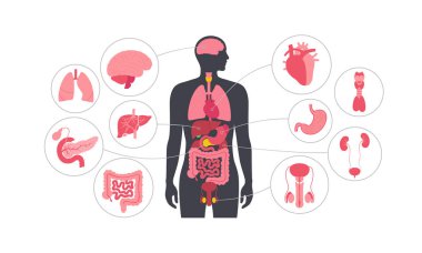 İnsan vücudundaki iç organlar. Erkek siluetinde sindirim, solunum, idrar, endokrin ve üreme sistemleriyle anatomik diyagram, biyolojik sistem simgelerinin vektör çizimi