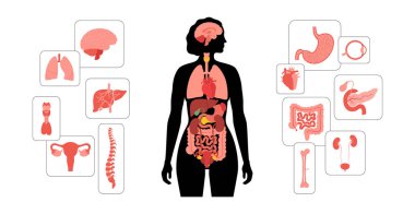 İnsan vücudundaki iç organlar. Sindirim, solunum, idrar ve üreme organları ile anatomik diyagram kadın siluetinde simgeler, biyolojik sistemin tıbbi düz vektör çizimi