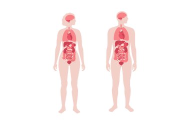 İnsan vücudundaki iç organlar bilgi içeriyor. Biyolojik sistemin hayati parçaları. Erkek ve kadın siluet çizimlerinde sindirim, solunum ve idrar sistemleriyle anatomik diyagram
