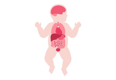 Bebek vücudunda iç organlar. Çocuk siluetinde sindirim, solunum, idrar ve endokrin sistemleriyle anatomik diyagram, yenidoğan biyolojik sisteminin tıbbi vektör çizimi