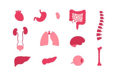 İnsan vücudundaki iç organlar bilgi posteri. Biyolojik sistemin hayati parçaları. Sindirim, solunum ve idrar sistemleri tıbbi vektör çizimleriyle anatomik eğitim diyagramı