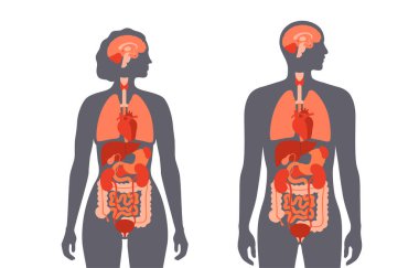 İnsan vücudundaki iç organlar bilgi içeriyor. Biyolojik sistemin hayati parçaları. Erkek ve kadın siluet çizimlerinde sindirim, solunum ve idrar sistemleriyle anatomik diyagram