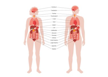 İnsan vücudundaki iç organlar bilgi içeriyor. Biyolojik sistemin hayati parçaları. Erkek ve kadın siluet çizimlerinde sindirim, solunum ve idrar sistemleriyle anatomik diyagram