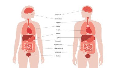 İnsan vücudundaki iç organlar bilgi içeriyor. Biyolojik sistemin hayati parçaları. Erkek ve kadın siluet çizimlerinde sindirim, solunum ve idrar sistemleriyle anatomik diyagram