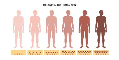 İnsan derisinde Melanin. Erkek vücudunda ışıktan koyu renk pigmentasyona kadar dereceler var. Zararlı ultraviyole ışınları emmek, ciltteki hücreleri korumak ve üst deriyi güneş hasarlı düz vektör çizimlerinden korumak.