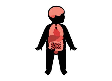 Ana iç organları olan bir çocuk silueti. Kalp, akciğer, karaciğer ve beyin. Böbrekler, bağırsaklar, pankreas ve bebekte daha fazlası. Pediatrik vektör vücut sistemlerini anatomik konumda gösteriyor