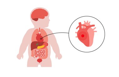 Kalbinde anatomik konumda olan çocuk silueti. Bebek siluetinde iç organı gösteren pediatrik tıbbi düz vektör. Yeni doğmuş vücut Illustration, bebek sağlığı konsepti, anatomi ve eğitim