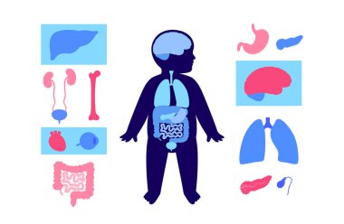 Ana iç organları olan çocuk silueti. Kalp, akciğer, karaciğer ve beyin. Böbrekler, bağırsaklar, pankreas ve bebekte daha fazlası. Anatomik konum düz vektör illüstrasyonunda pediatrik bebek vücut sistemleri