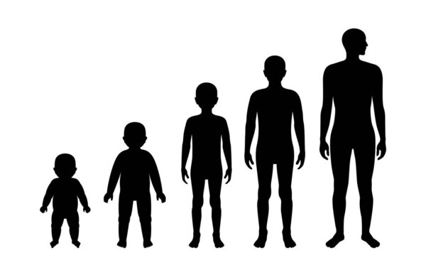 Пять черных мужских силуэтов подряд на белом фоне, показывающих стадии роста от младенца, малыша, ребенка, подростка до взрослого. Концептуальный вектор человеческого развития, старения и жизненного цикла