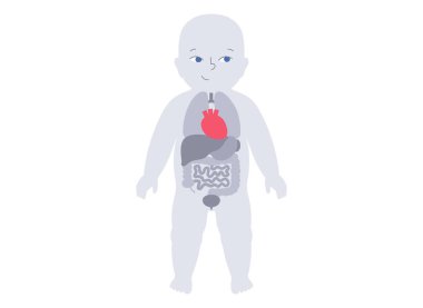 Kalbinde anatomik konumda olan çocuk silueti. Bebek siluetinde iç organı gösteren pediatrik tıbbi düz vektör. Yeni doğmuş vücut Illustration, bebek sağlığı konsepti, anatomi ve eğitim