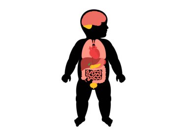Ana iç organları olan çocuk silueti. Kalp, akciğerler, beyin, bağırsaklar. Mide, karaciğer, safra kesesi ve pankreas. Bebek vücudu anatomi vektörü illüstrasyonlu pediatrik tıp posteri