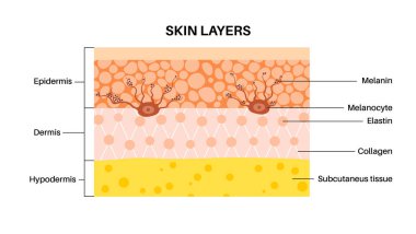 İnsan derisi anatomik posterinde Melanin. Melanositler deri pigmentasyonu üretir. Zararlı ultraviyole ışınları emmek, ciltteki hücreleri korumak ve üst deriyi güneş hasarlı düz vektör çizimlerinden korumak.