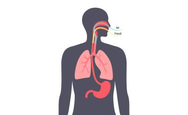 İnsan vücudu tüketim sistemi bilgileri. Oksijen emilimi, sindirim, metabolizma, enerji üretimi. Ciğerleri, midesi ve özofagus düz vektör çizimine sahip solunum ve sindirim sistemleri