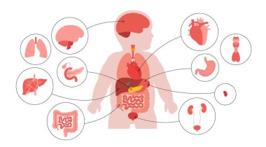 Ana iç organları olan çocuk silueti. Kalp, akciğer, karaciğer ve beyin. Böbrekler, bağırsaklar, pankreas ve bebekte daha fazlası. Anatomik konum düz vektör illüstrasyonunda pediatrik bebek vücut sistemleri