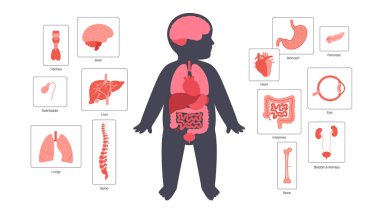 Ana iç organları olan çocuk silueti. Kalp, akciğer, karaciğer, beyin ve böbrekler. Bağırsaklar, omurga ve bebekte daha fazlası. Anatomik konum düz vektör illüstrasyonunda pediatrik bebek vücut sistemleri