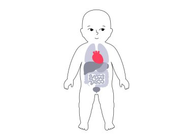 Kalbinde anatomik konumda olan çocuk silueti. Bebek siluetinde iç organı gösteren pediatrik tıbbi düz vektör. Yeni doğmuş vücut Illustration, bebek sağlığı konsepti, anatomi ve eğitim