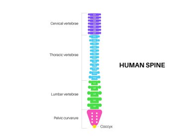 İnsan omurga anatomisi posteri. Servikal, torasik, bel ve sakral bölgelerde omurga yapısı. Eklemler ve kıkırdaklar. Tıbbi anatomik ve eğitici diyagram, bel kemiği çizimi