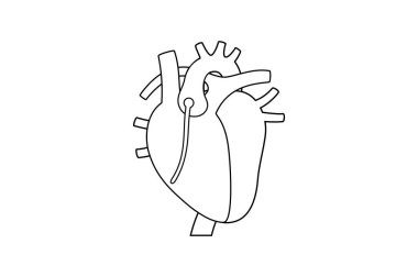 İnsan kalbi anatomisi ikonu. Sol ve sağ atriyumlar. Aort, akciğer ve koroner arterler. Damarlar, üst ve alt vena cava. Kapakçık ve miyokardiyum. Kardiyovasküler sistem düz vektör çizimi