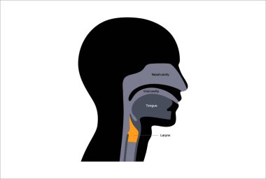 Gırtlak anatomisi sagittal görüşde. Ses telleri, epiglot, tiroit kıkırdağı, krikoid kıkırdağı. Nefes borusu ve etrafındaki dokular. Ses üretimi ve hava yolu korumasını anlamak için tıbbi vektör