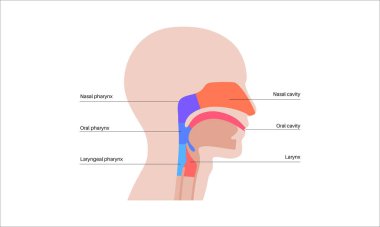 Gırtlak anatomisi sagittal görüntü bilgi posterinde. Gırtlak, gırtlak, burun ve ağız boşlukları. Nefes borusu, yemek borusu ve etrafındaki yapılar. Anatomi çalışması için eğitici tıbbi vektör çizimi.