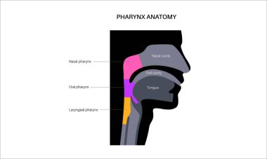 Sagittal bölüm tıbbi posterinde gırtlak anatomisi. Nazofarinks, orofarenks ve gırtlak gırtlağı da dahil. Burun boşluğu, yumuşak damak, epiglot ve yemek borusu. Düz eğitimsel vektör çizimi