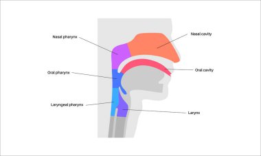 Gırtlak anatomisi sagittal görüntü bilgi posterinde. Gırtlak, gırtlak, burun ve ağız boşlukları. Nefes borusu, yemek borusu ve etrafındaki yapılar. Anatomi çalışması için eğitici tıbbi vektör çizimi.