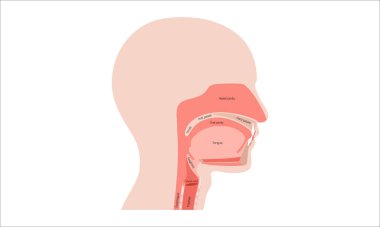 Üst solunum yolu anatomik posteri. Burun ve ağız boşlukları. Gırtlak, nazofarinks, orofarenks ve gırtlak gırtlağı. Gırtlak, sinüsler ve soluk borusu girişi. Sagittal bölüm tıbbi vektör diyagramı.