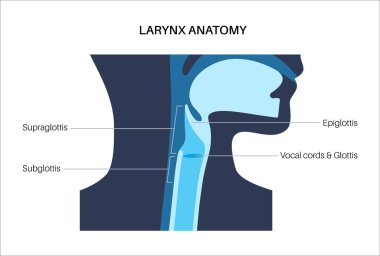 Gırtlak anatomisi sagittal görüşde. Ses telleri, epiglot, tiroit kıkırdağı, krikoid kıkırdağı. Nefes borusu ve etrafındaki dokular. Ses üretimi ve hava yolu korumasını anlamak için tıbbi vektör