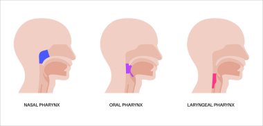 Sagittal bölüm tıbbi posterinde gırtlak anatomisi. Nazofarinks, orofarenks ve gırtlak gırtlağı da dahil. Burun boşluğu, yumuşak damak, epiglot ve yemek borusu. Düz eğitimsel vektör çizimi