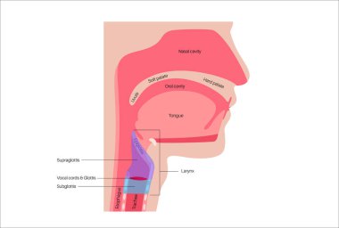 Gırtlak anatomisi sagittal görüşde. Ses telleri, epiglot, tiroit kıkırdağı, krikoid kıkırdağı. Nefes borusu ve etrafındaki dokular. Ses üretimi ve hava yolu korumasını anlamak için tıbbi vektör