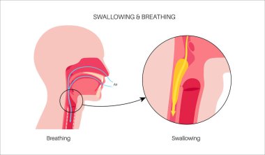 Nefes alırken ve yutkunurken kafa ve boyun anatomisi. Oklar nefes borusundan geçen hava akımını ve yemek borusundan geçen besinleri gösteriyor. Epiglottis konumu tıbbi düz vektör diyagramını değiştirir