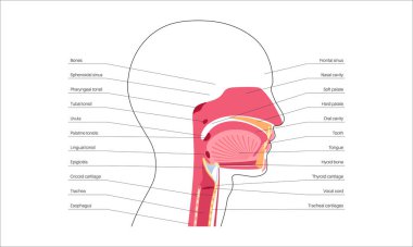 Üst solunum yolu anatomik posteri. Burun ve ağız boşlukları. Gırtlak, nazofarinks, orofarenks ve gırtlak gırtlağı. Gırtlak, sinüsler ve soluk borusu girişi. Sagittal bölüm tıbbi vektör diyagramı.