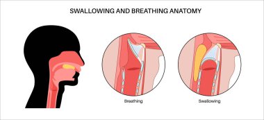 Nefes alırken ve yutkunurken baş ve boynun yan görüntüsü. Soluk borusundan hava geçerken ve yemek yemek borusuna girerken, epiglotlar solunum yolu tıbbi vektörünü kapatır.