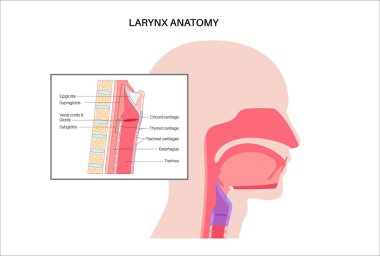 Gırtlak anatomisi sagittal görüşde. Ses telleri, epiglot, tiroit kıkırdağı, krikoid kıkırdağı. Nefes borusu ve etrafındaki dokular. Ses üretimi ve hava yolu korumasını anlamak için tıbbi vektör