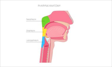 Sagittal bölüm tıbbi posterinde gırtlak anatomisi. Nazofarinks, orofarenks ve gırtlak gırtlağı da dahil. Burun boşluğu, yumuşak damak, epiglot ve yemek borusu. Düz eğitimsel vektör çizimi