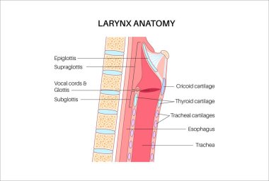 Gırtlak anatomisi sagittal görüşde. Ses telleri, epiglot, tiroit kıkırdağı, krikoid kıkırdağı. Nefes borusu ve etrafındaki dokular. Ses üretimi ve hava yolu korumasını anlamak için tıbbi vektör
