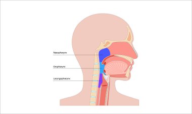 Sagittal bölüm tıbbi posterinde gırtlak anatomisi. Nazofarinks, orofarenks ve gırtlak gırtlağı da dahil. Burun boşluğu, yumuşak damak, epiglot ve yemek borusu. Düz eğitimsel vektör çizimi