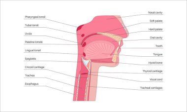 Üst solunum yolu anatomik posteri. Burun ve ağız boşlukları. Gırtlak, nazofarinks, orofarenks ve gırtlak gırtlağı. Gırtlak, sinüsler ve soluk borusu girişi. Sagittal bölüm tıbbi vektör diyagramı.