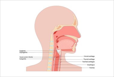 Gırtlak anatomisi sagittal görüşde. Ses telleri, epiglot, tiroit kıkırdağı, krikoid kıkırdağı. Nefes borusu ve etrafındaki dokular. Ses üretimi ve hava yolu korumasını anlamak için tıbbi vektör