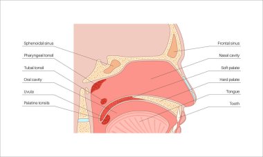 Burun boşluğu anatomisi. Üst solunum yolu yapıları arasında farengeal bademcik, dil, gırtlak parçası, ağız boşluğu, sert ve yumuşak damak tadı vardır. Enine kesit sagittal görünüm Tıbbi vektör çizimi
