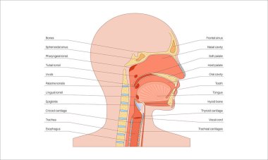 Üst solunum yolu anatomik posteri. Burun ve ağız boşlukları. Gırtlak, nazofarinks, orofarenks ve gırtlak gırtlağı. Gırtlak, sinüsler ve soluk borusu girişi. Sagittal bölüm tıbbi vektör diyagramı.
