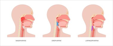 Sagittal bölüm tıbbi posterinde gırtlak anatomisi. Nazofarinks, orofarenks ve gırtlak gırtlağı da dahil. Burun boşluğu, yumuşak damak, epiglot ve yemek borusu. Düz eğitimsel vektör çizimi