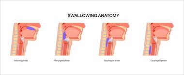 Yutkunmanın anatomisi. Kafası ve boynu, dili ve gırtlağı tıkayan yiyeceklerin yan görüntüsü. Damak zevki yükselmiş. Epiglot yemek borusuna giden yolu tıbbî illüstrasyon için kapatıyor.