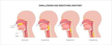 Nefes alırken ve yutkunurken kafa ve boyun anatomisi. Oklar nefes borusundan geçen hava akımını ve yemek borusundan geçen besinleri gösteriyor. Epiglottis konumu tıbbi düz vektör diyagramını değiştirir