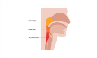 Sagittal bölüm tıbbi posterinde gırtlak anatomisi. Nazofarinks, orofarenks ve gırtlak gırtlağı da dahil. Burun boşluğu, yumuşak damak, epiglot ve yemek borusu. Düz eğitimsel vektör çizimi