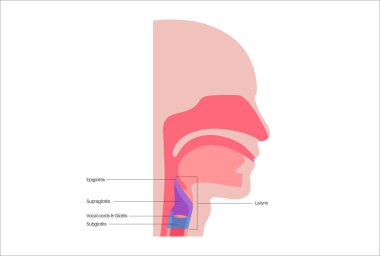 Gırtlak anatomisi sagittal görüşde. Ses telleri, epiglot, tiroit kıkırdağı, krikoid kıkırdağı. Nefes borusu ve etrafındaki dokular. Ses üretimi ve hava yolu korumasını anlamak için tıbbi vektör