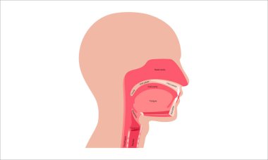 Üst solunum yolu anatomik posteri. Burun ve ağız boşlukları. Gırtlak, nazofarinks, orofarenks ve gırtlak gırtlağı. Gırtlak, sinüsler ve soluk borusu girişi. Sagittal bölüm tıbbi vektör diyagramı.